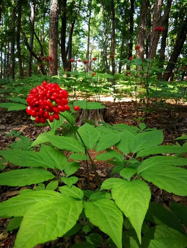 “参”海弄潮——珲春华瑞参业全力开拓“金山参”新蓝海市场走笔-1.jpg