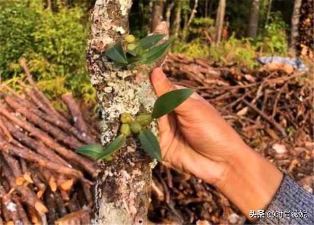 这种寄生“果上叶”，可别再砍掉了，加青苔做盆景-2.jpg