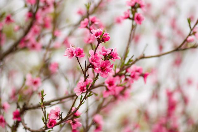 古韵悠悠：桃花闹春（组诗）