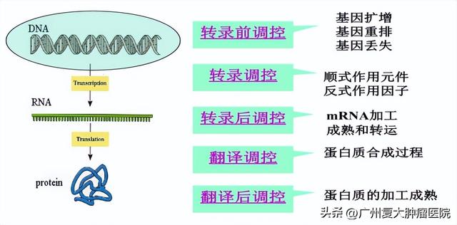 徐克成大讲堂 | 聊聊基因重排检测那些事-2.jpg